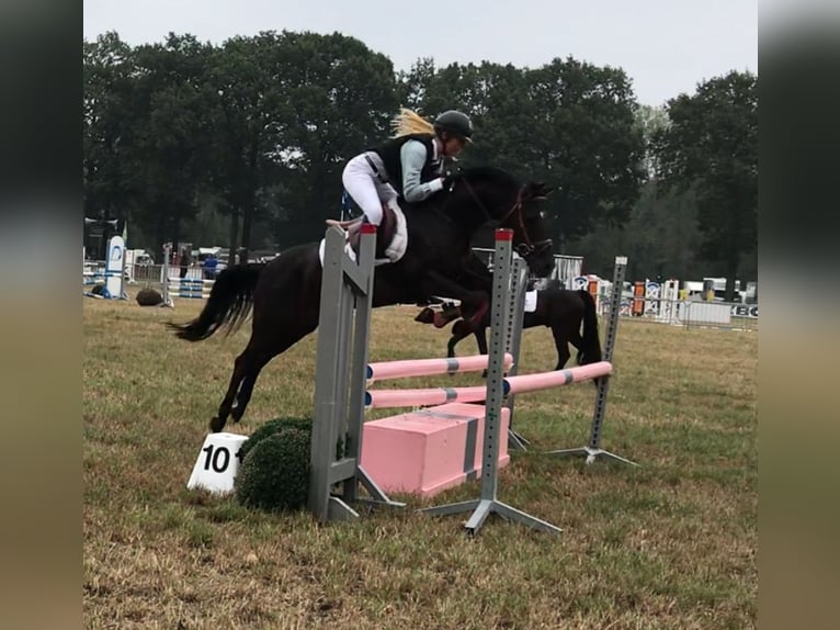 New Forest Pony Mare 14 years 13,1 hh Black in Dongen