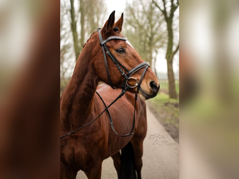 New Forest Pony Mix Mare 14 years 13,3 hh Brown in Wouwse Plantage