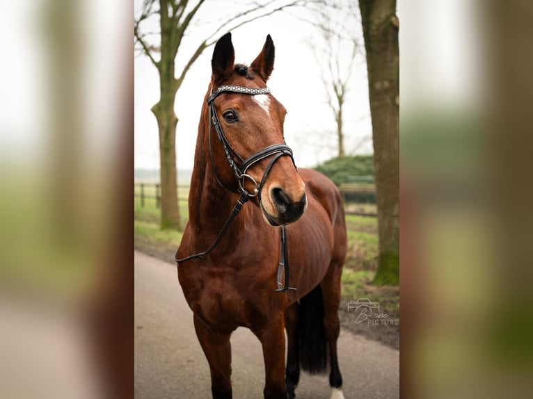 New Forest Pony Mix Mare 14 years 13,3 hh Brown in Wouwse Plantage