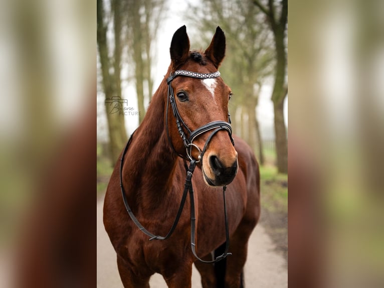 New Forest Pony Mix Mare 14 years 13,3 hh Brown in Wouwse Plantage