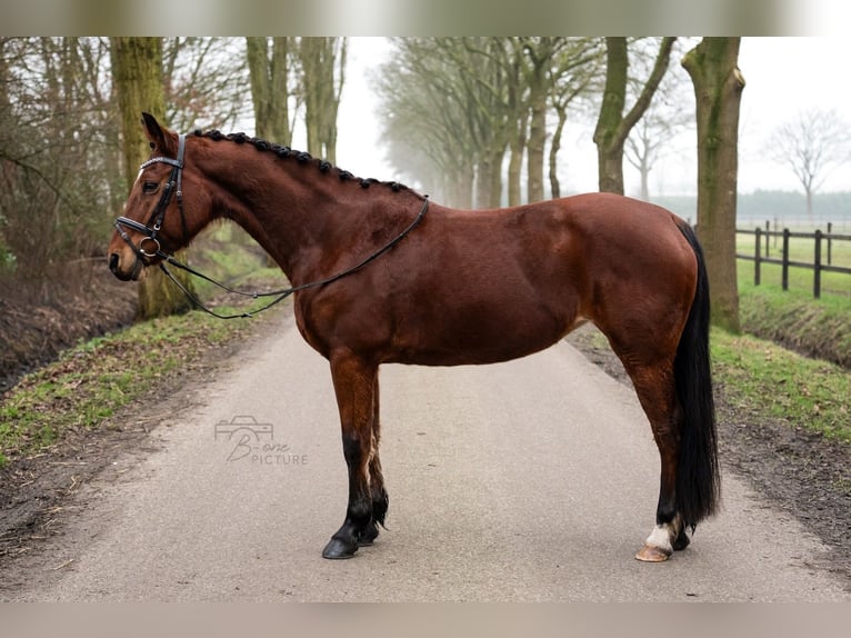 New Forest Pony Mix Mare 14 years 13,3 hh Brown in Wouwse Plantage