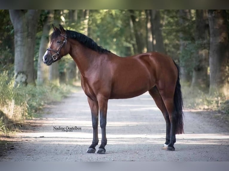 New Forest Pony Mare 14 years 14 hh Brown in Diepenbeek
