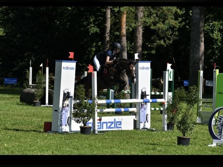 New Forest Pony Mare 14 years 14,1 hh Bay-Dark in Mörschwil