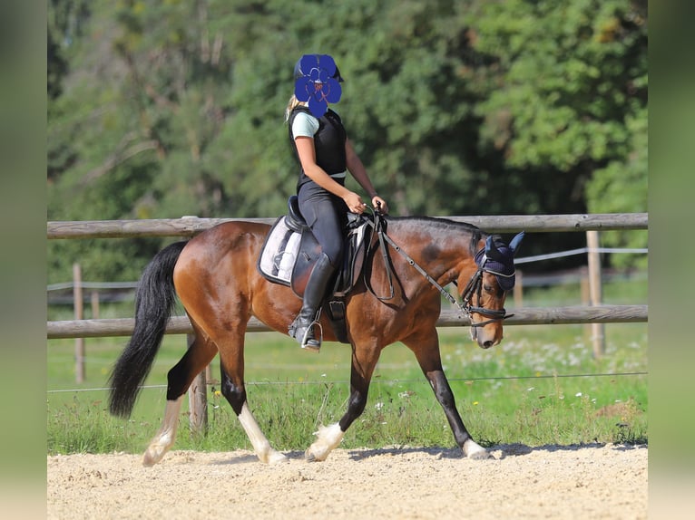New Forest Pony Mare 15 years 13,2 hh Bay-Dark in Schrobenhausen