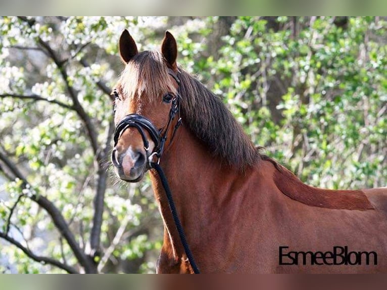 New Forest Pony Mare 15 years 14,2 hh Chestnut-Red in Donkerbroek