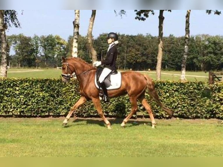 New Forest Pony Mare 15 years 14,2 hh Chestnut-Red in Donkerbroek