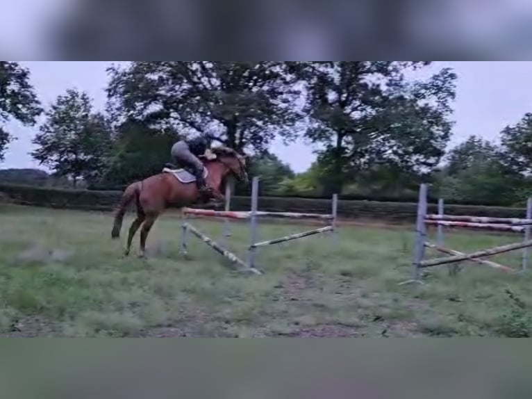 New Forest Pony Mare 15 years 14,2 hh Chestnut-Red in Donkerbroek