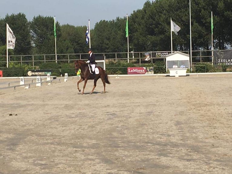 New Forest Pony Mare 15 years 14,2 hh Chestnut-Red in Donkerbroek