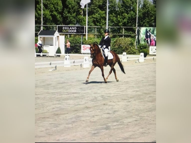 New Forest Pony Mare 15 years 14,2 hh Chestnut-Red in Donkerbroek