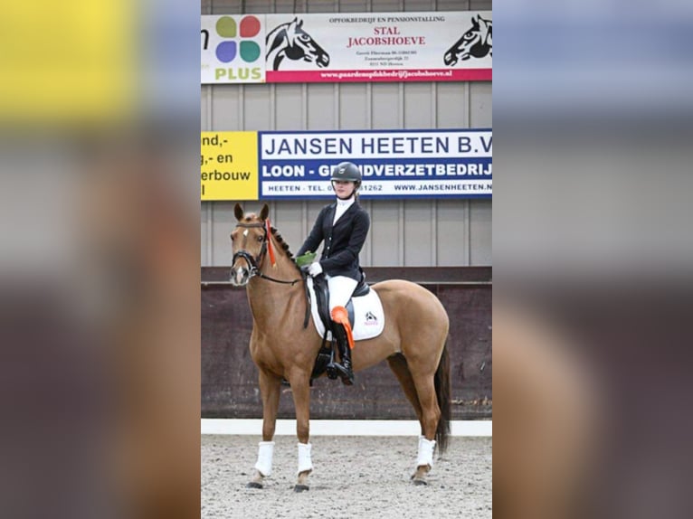 New Forest Pony Mare 15 years 14,2 hh Chestnut-Red in Donkerbroek