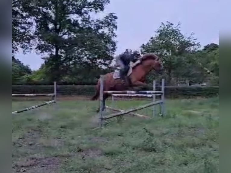 New Forest Pony Mare 15 years 14,2 hh Chestnut-Red in Donkerbroek