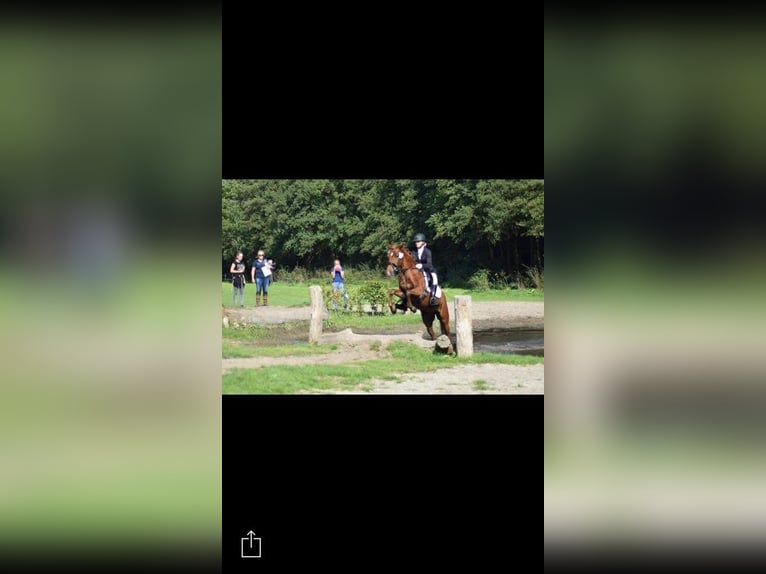 New Forest Pony Mare 15 years 14,2 hh Chestnut-Red in Donkerbroek