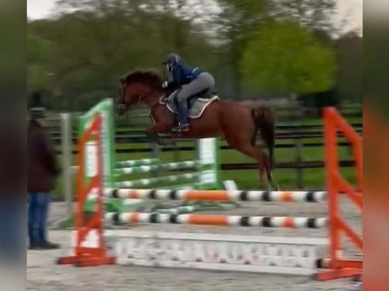 New Forest Pony Mare 15 years 14,2 hh Chestnut-Red in Donkerbroek