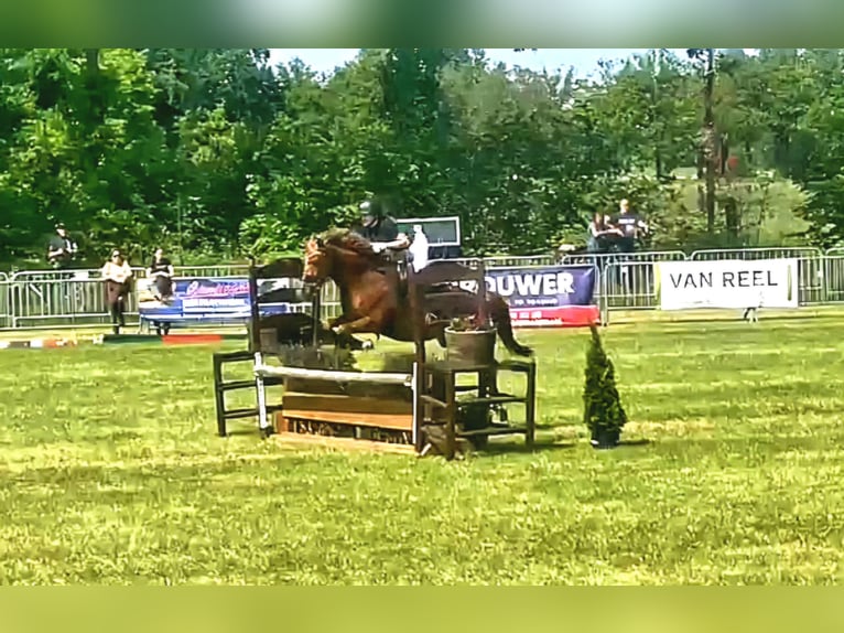 New Forest Pony Mare 15 years 14,2 hh Chestnut-Red in Donkerbroek