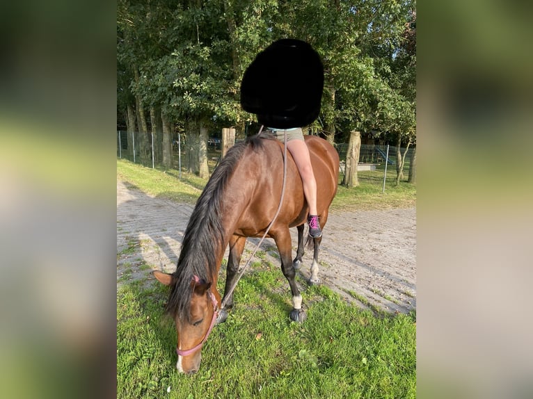 New Forest Pony Mare 15 years 14,3 hh Brown in Leezdorf