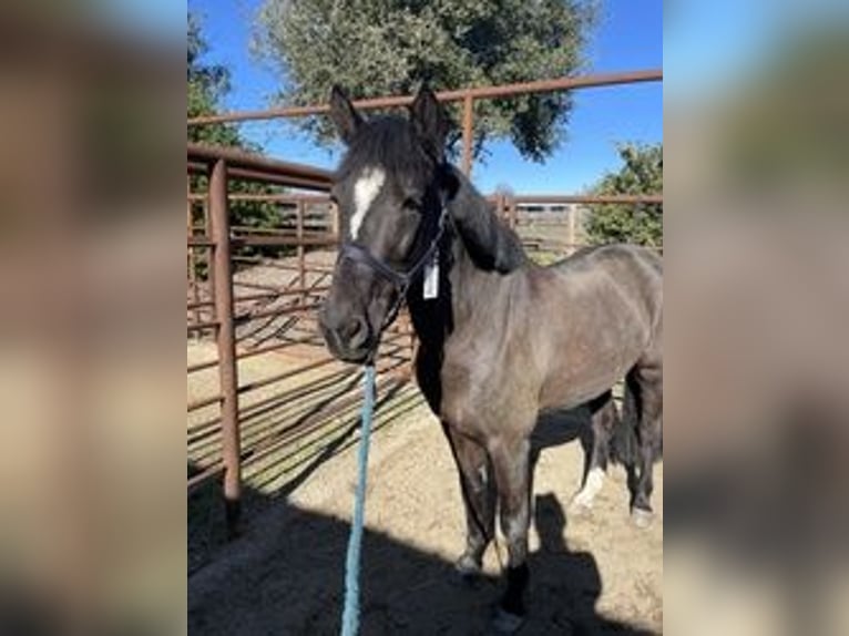 New Forest Pony Mare 15 years 14 hh Black in Duarte