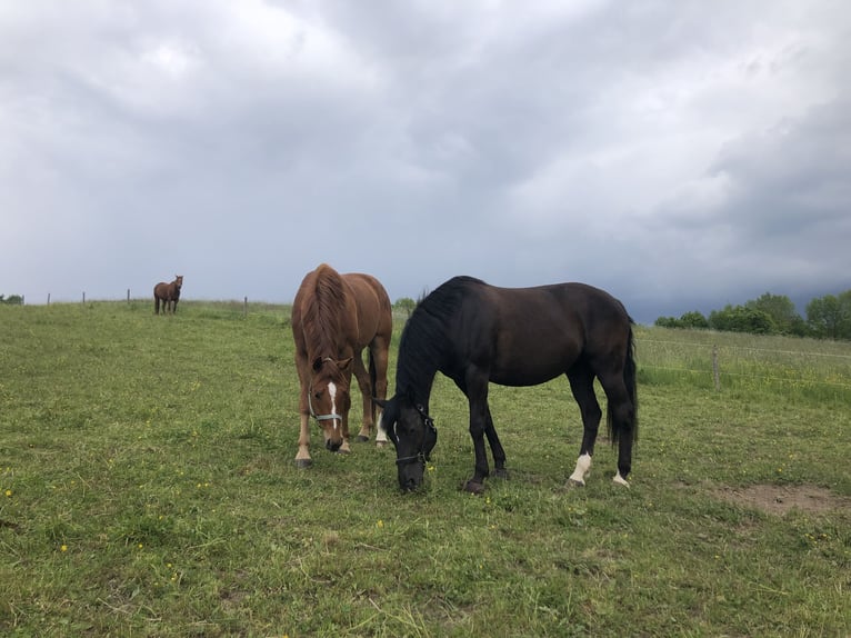 New Forest Pony Mare 15 years 14,2 hh Chestnut in K&#xF6;nigsdorf/H&#xF6;fen