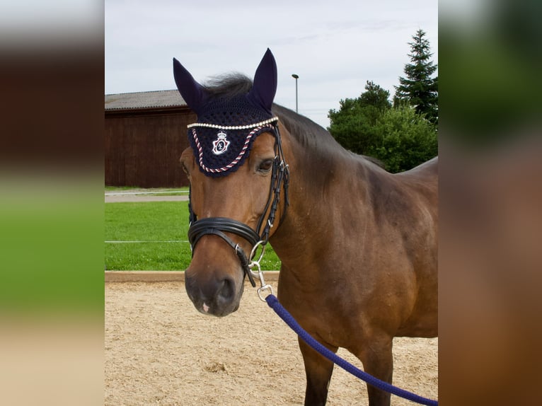 New Forest Pony Mare 16 years 13,3 hh Brown in Braunsbach