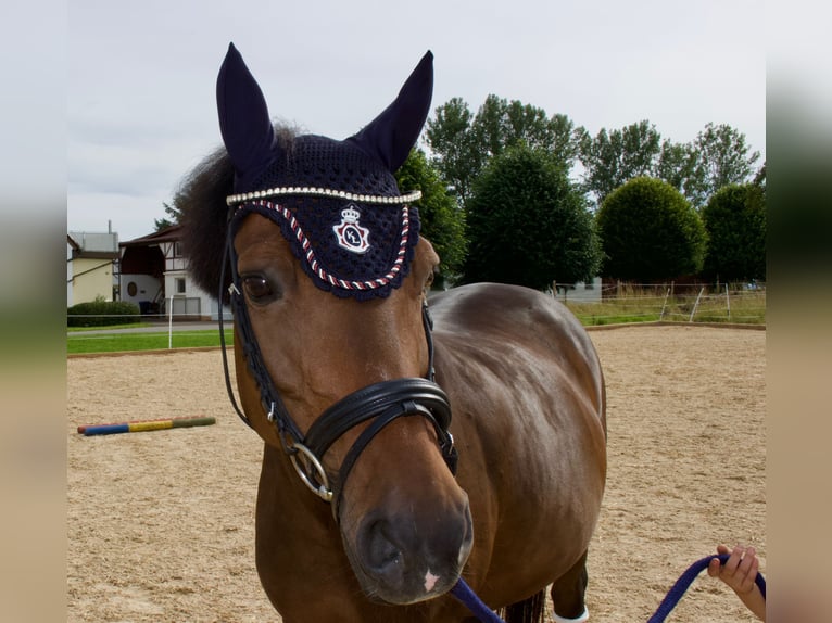 New Forest Pony Mare 16 years 13,3 hh Brown in Braunsbach