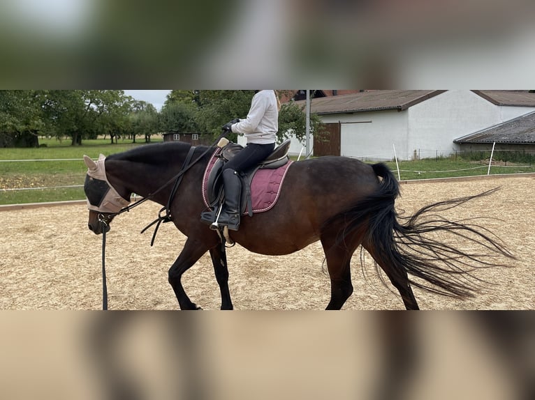 New Forest Pony Mare 16 years 13,3 hh Brown in Braunsbach