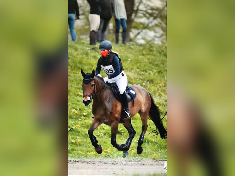 New Forest Pony Mare 16 years 14 hh Brown in Schwanenstadt