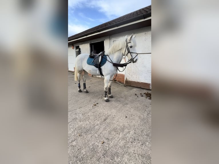 New Forest Pony Mare 16 years 14 hh Grey in Nottingham