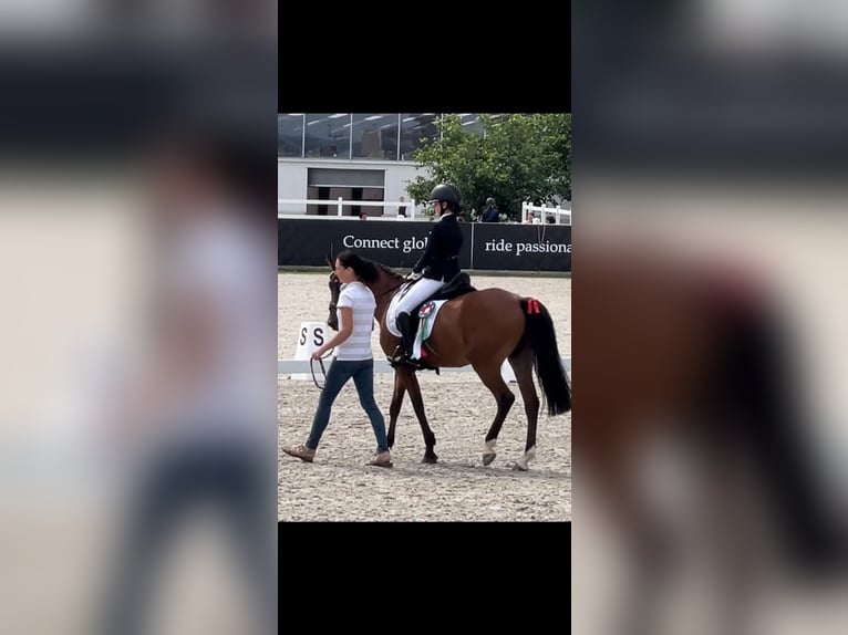 New Forest Pony Mare 16 years 14,1 hh Brown in Prag