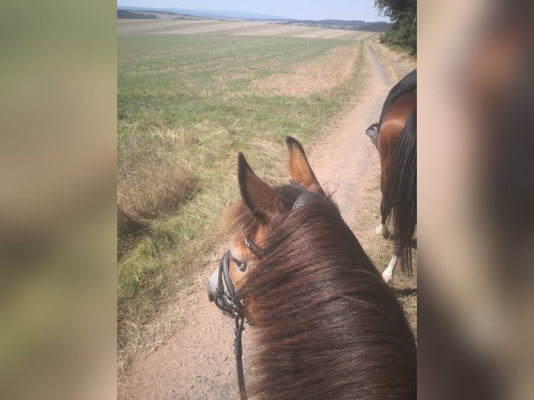 New Forest Pony Mix Mare 17 years 12,2 hh Brown in Neukirchen