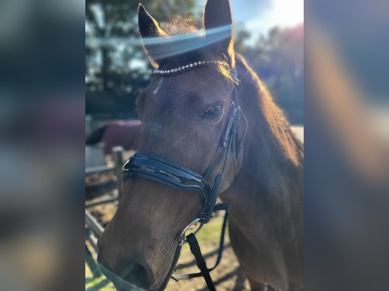 New Forest Pony Mare 17 years 13,2 hh Brown in Harderwijk