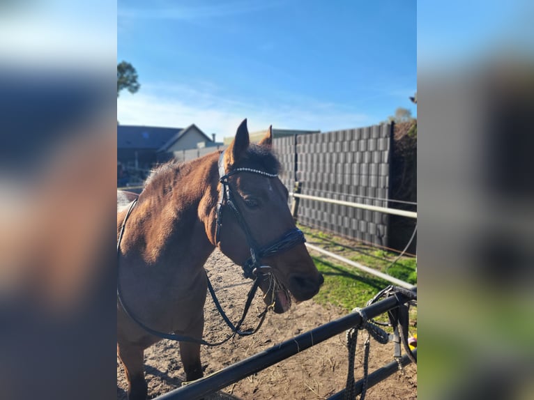 New Forest Pony Mare 17 years 13,2 hh Brown in Harderwijk