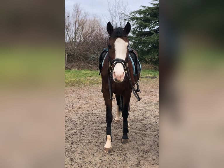New Forest Pony Mare 17 years 13,3 hh Brown in Ober-Ramstadt