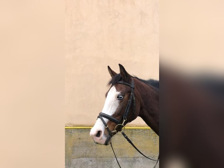 New Forest Pony Mare 17 years 13,3 hh Brown in Ober-Ramstadt