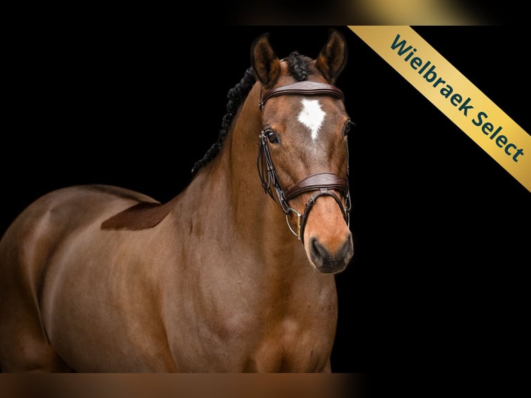 New Forest Pony Mare 17 years 14.1 hh Brown in Oost West en Middelbeers