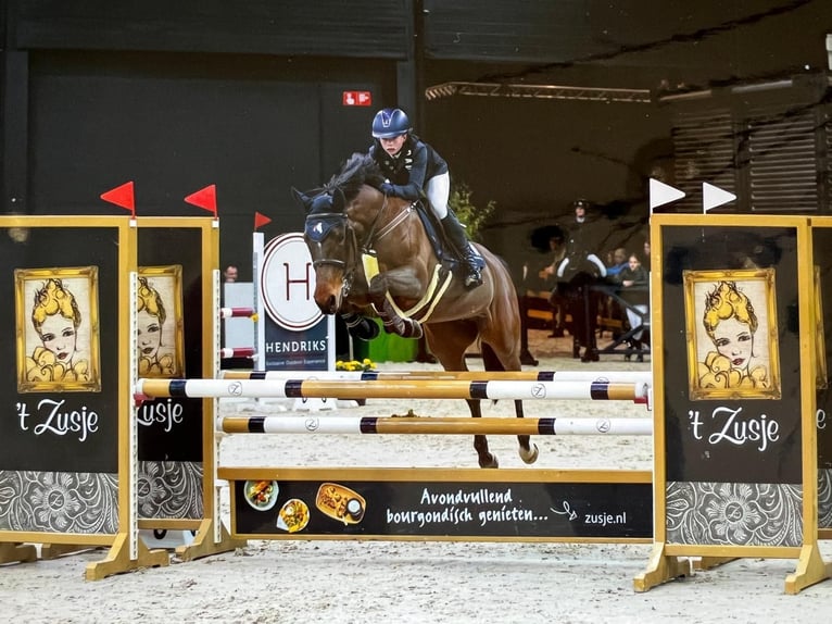 New Forest Pony Mare 17 years 14.1 hh Brown in Oost West en Middelbeers