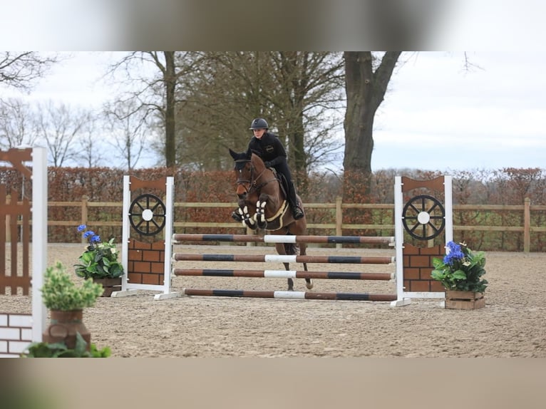 New Forest Pony Mare 17 years 14.1 hh Brown in Oost West en Middelbeers