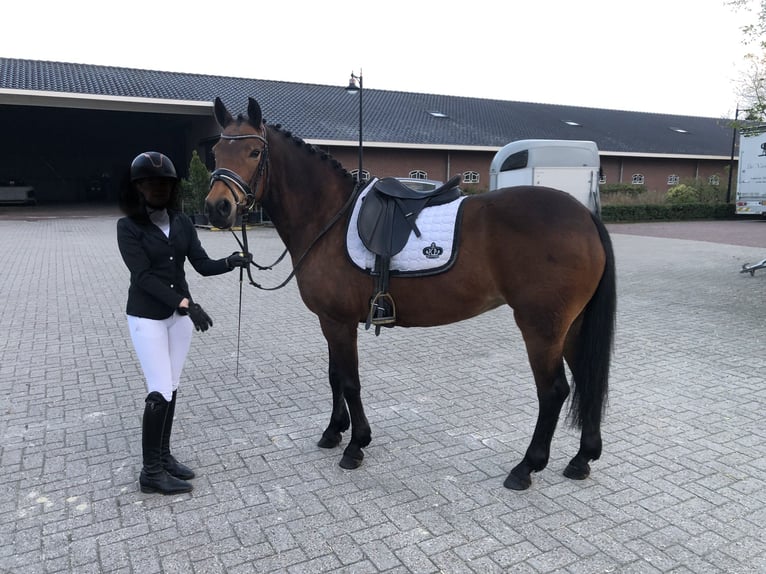 New Forest Pony Mare 17 years 14,2 hh Brown in Renswoude