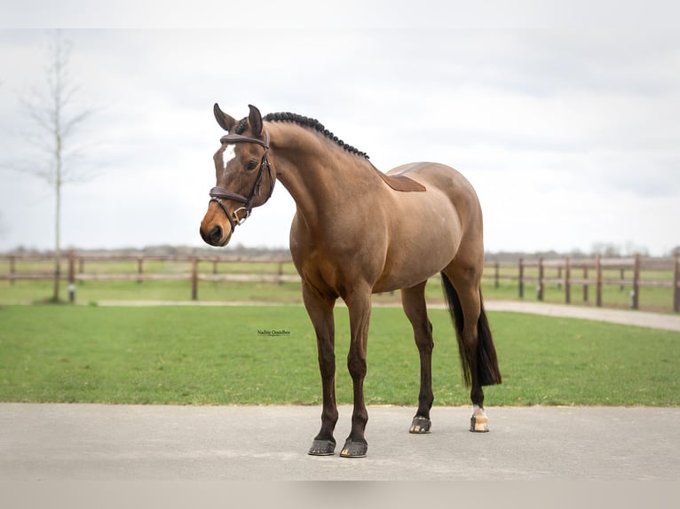 New Forest Pony Mare 17 years 14,1 hh Brown in Oost West en Middelbeers