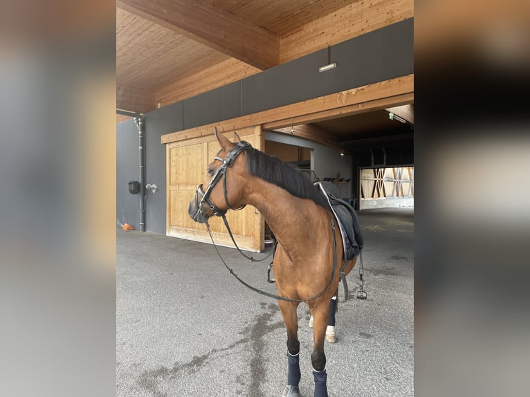 New Forest Pony Mare 18 years 14,2 hh Brown in Innsbruck