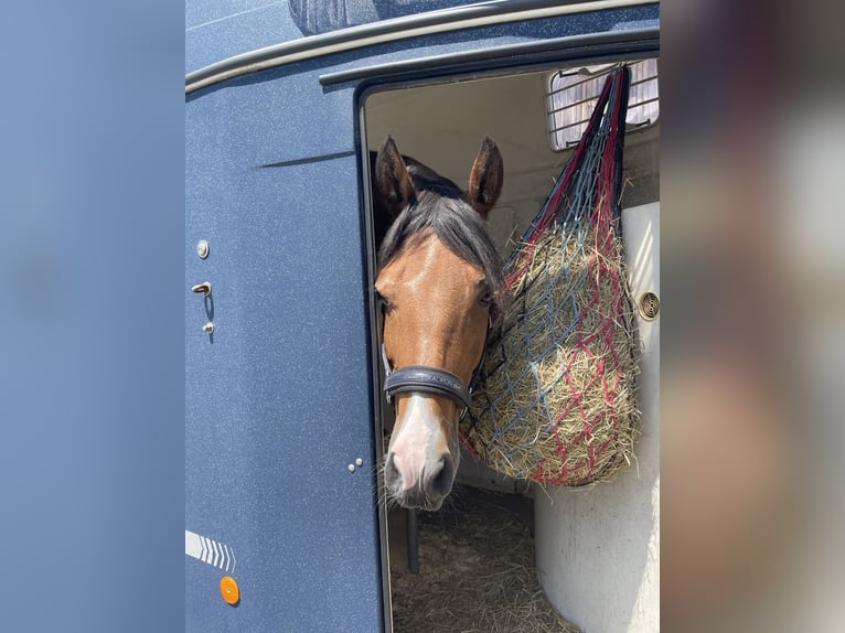 New Forest Pony Mare 18 years 14,2 hh Brown in Innsbruck