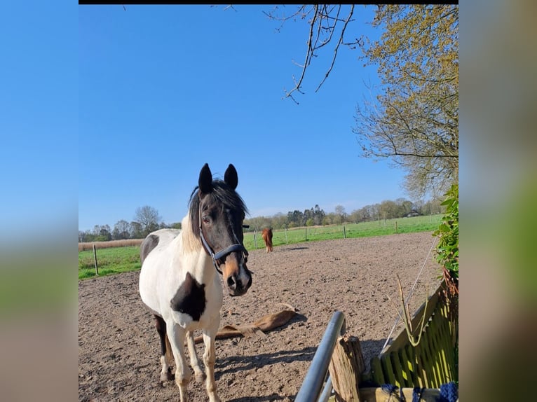 New Forest Pony Mare 18 years 14,3 hh Pinto in Varel