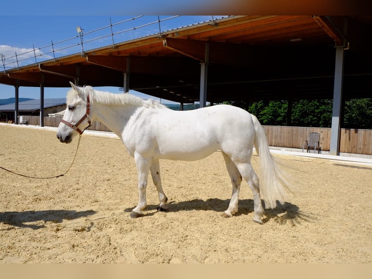 New Forest Pony Mare 19 years 13,2 hh Grey in Dietikon