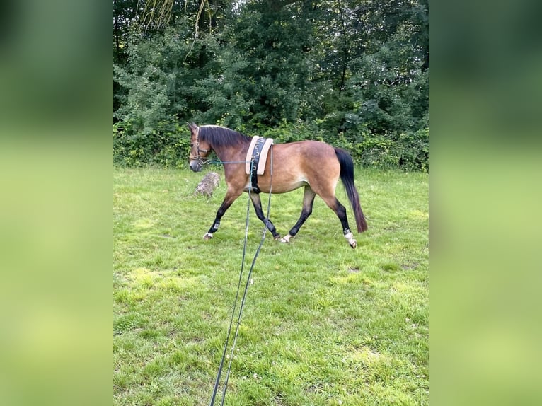 New Forest Pony Mare 19 years 14.1 hh Brown in Appen