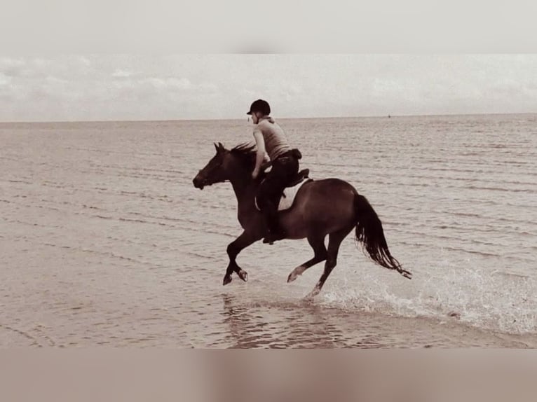 New Forest Pony Mare 19 years 14.1 hh Brown in Appen