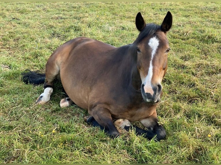 New Forest Pony Mare 19 years 14,1 hh Brown in Appen
