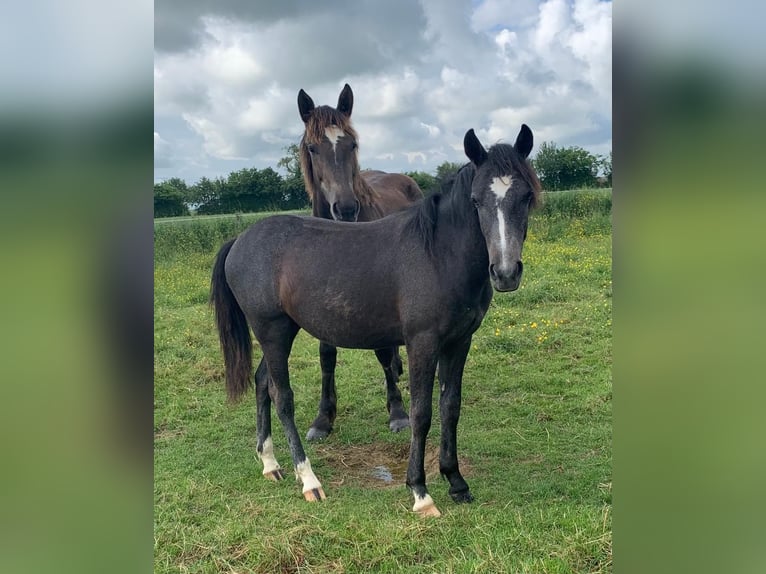 New Forest Pony Mare 1 year 13,3 hh Gray-Fleabitten in Arrou