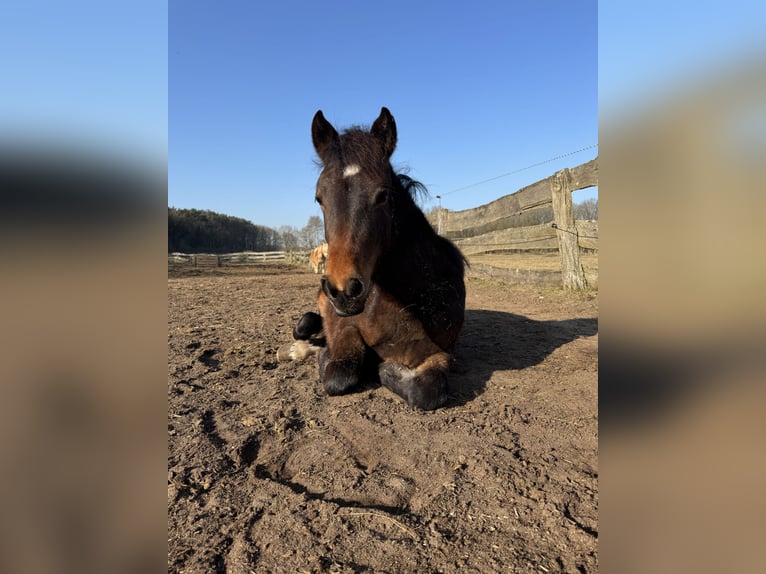 New Forest Pony Mix Mare 1 year 13,2 hh Bay-Dark in G&#xFC;ster