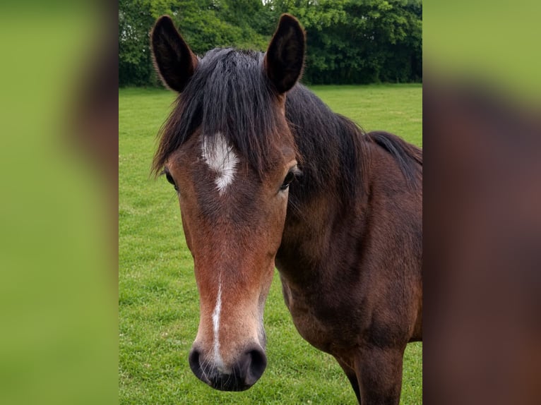 New Forest Pony Mare 1 year 14 hh Brown in Aurich