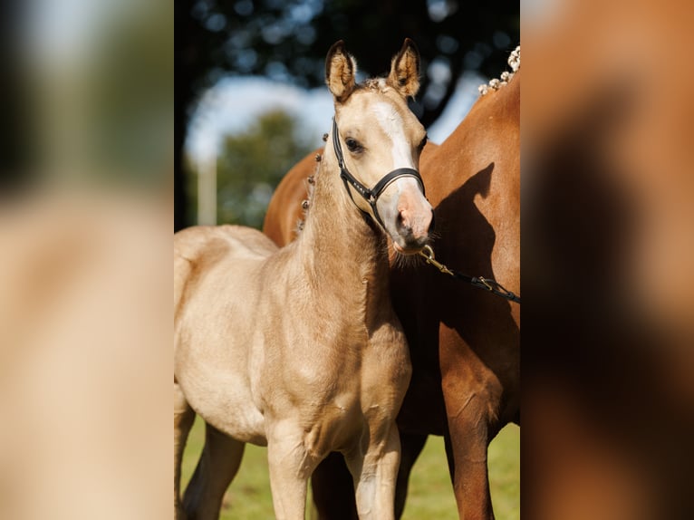New Forest Pony Mix Mare 1 year 14,1 hh Buckskin in Lierderholthuis