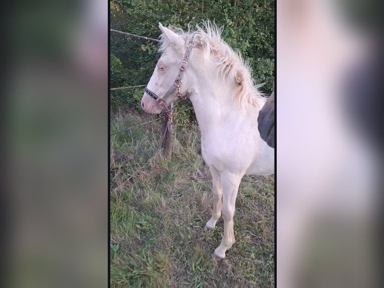 New Forest Pony Mare 1 year 14,1 hh Cremello in Saint Jean de la Ruelle