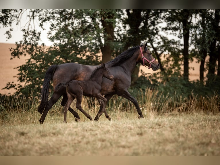 New Forest Pony Mare 1 year Bay-Dark in Pentling